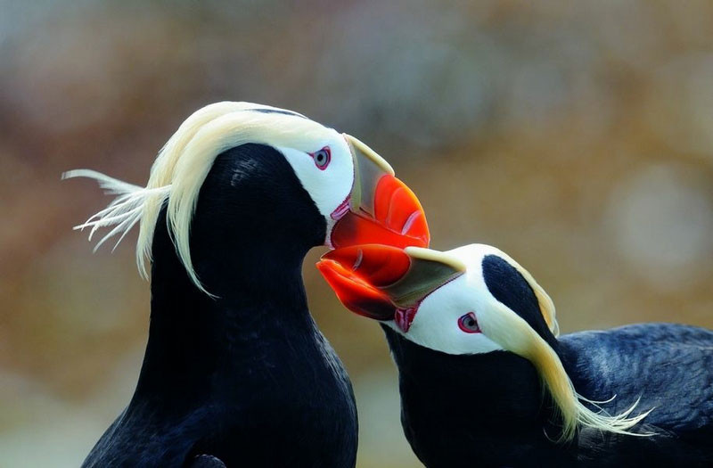 Chim biển puffin vùng cực