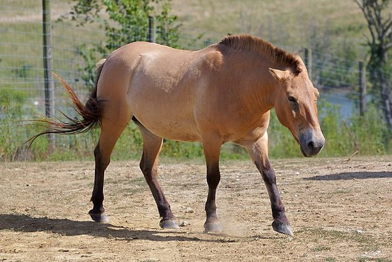 Ngựa Przewalski