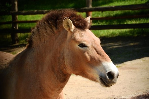 Ngựa Przewalski