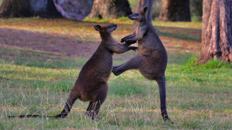 Chuột túi – Kangaroo