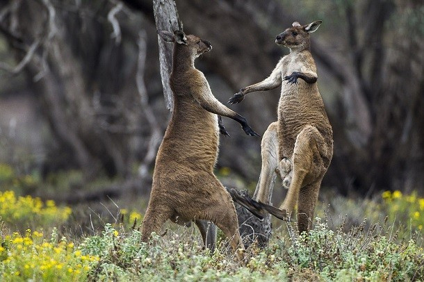 Chuột túi – Kangaroo