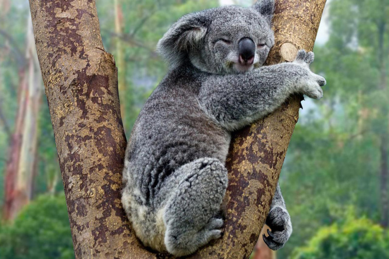Gấu túi koala
