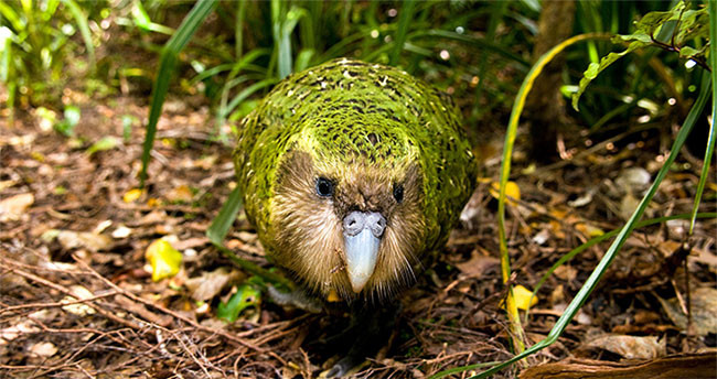 Vẹt Kakapo