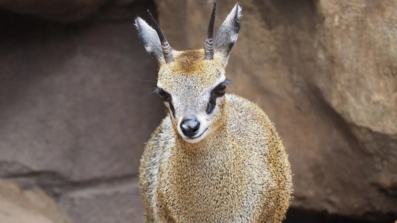 Linh dương Klipspringer