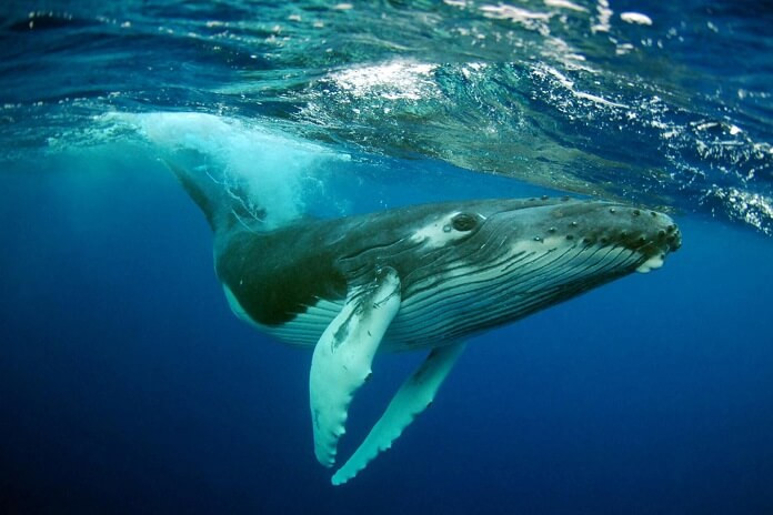 Cá voi xanh - Ca sỹ đại dương