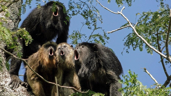 Khỉ hét - Loài trên cạn ồn ào nhất