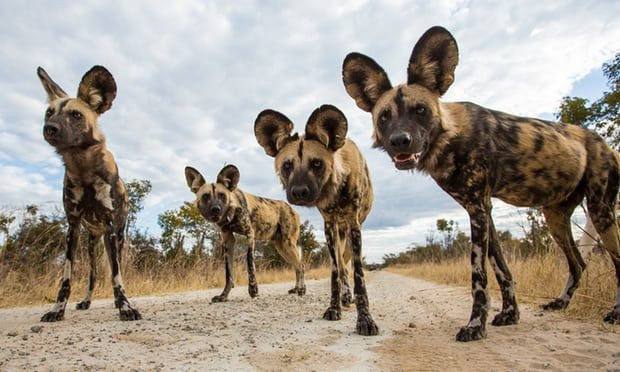 Chó rừng châu Phi – những tên đồ tể