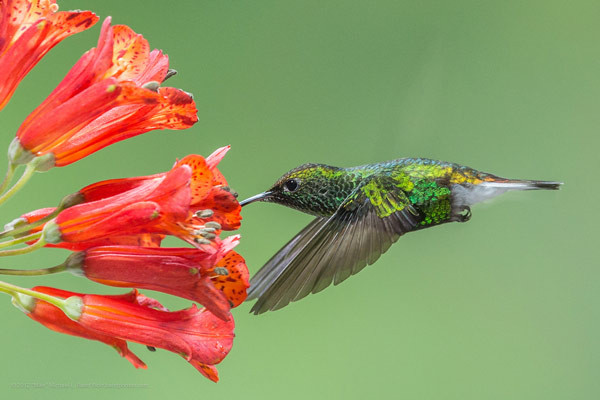 Chim Ruồi (Hummingbrids) – Siêu bay lượn