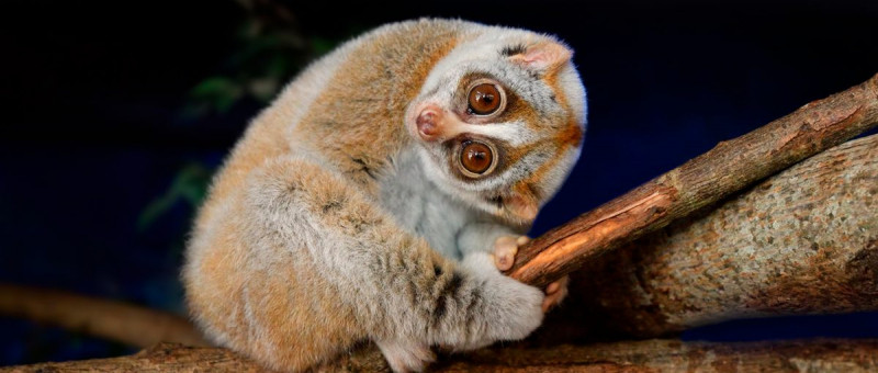 Slow Loris