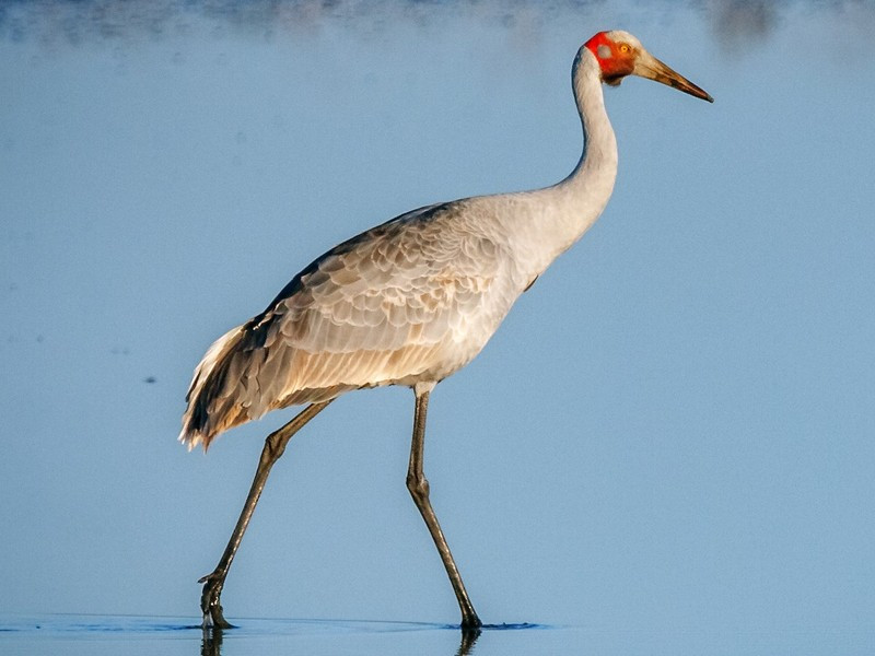 ﻿Sếu Sandhill