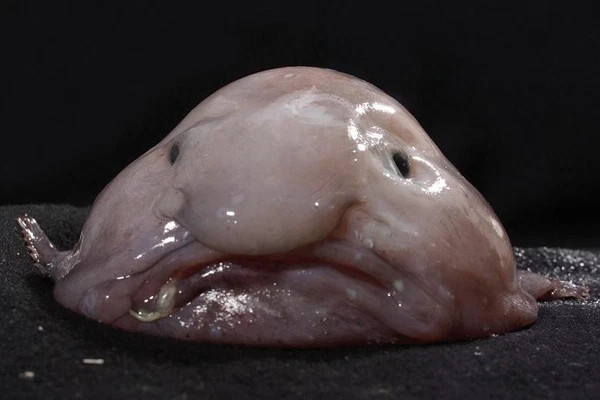 Cá blobfish