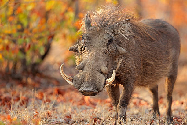 Lợn nanh rừng châu Phi