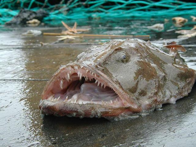 Cá monkfish