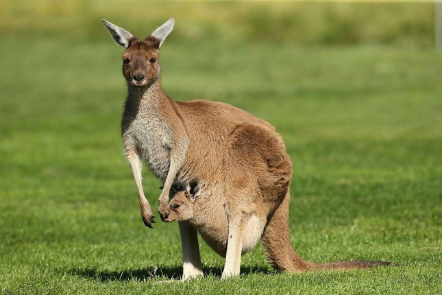 Kangaroo (Chuột túi)