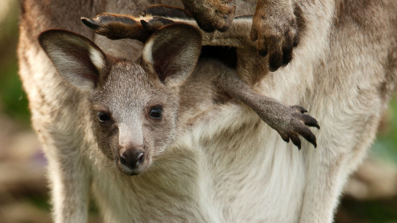 Kangaroo (Chuột túi)