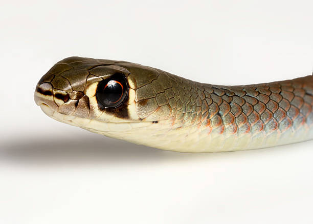 Rắn Demansia Psammophis