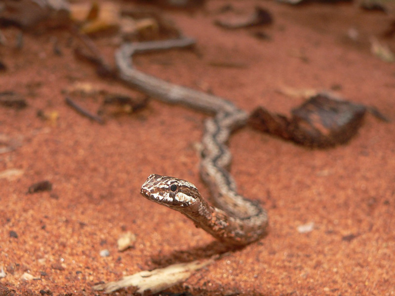 Rắn Mimophis Mahfalensis