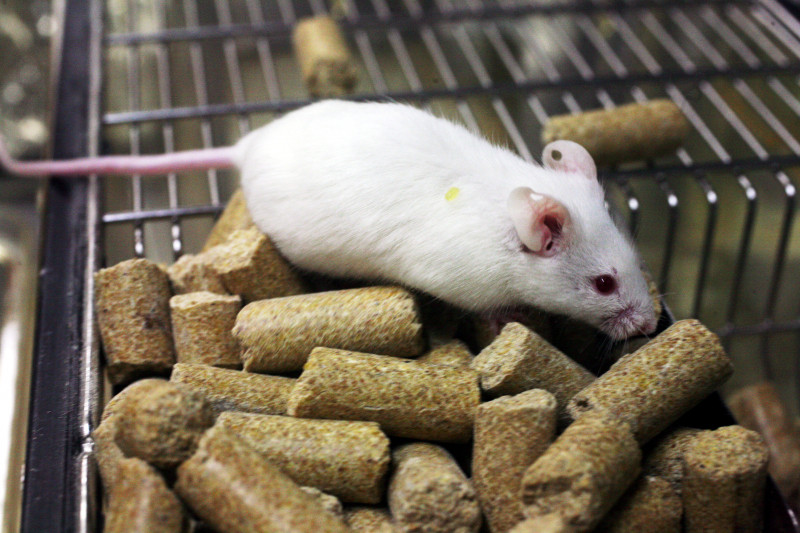 Chuột được các nhà khoa học xếp vào top 10 con vật thông minh nhất hành tinh