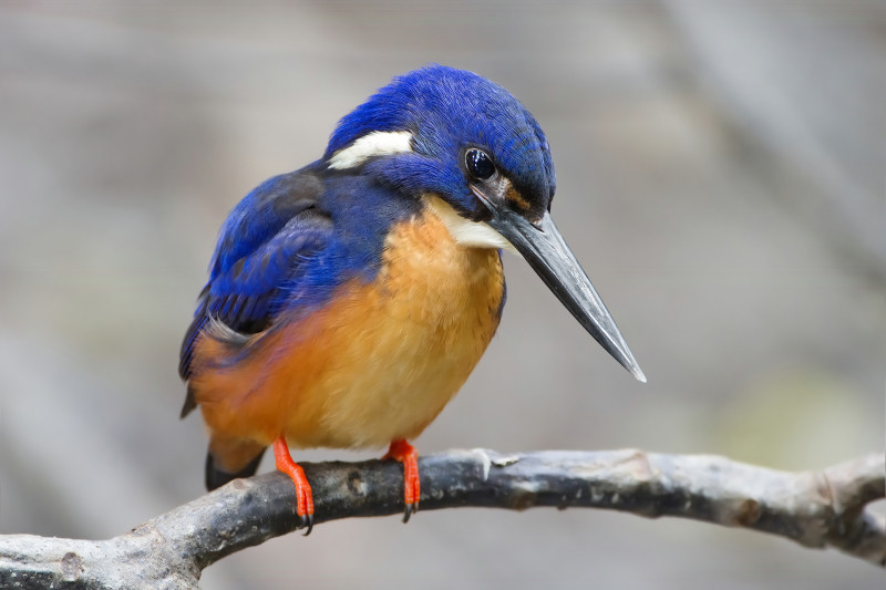 Số lượng loài chim quý hiếm nhiều hơn so với các loài chim thông thường