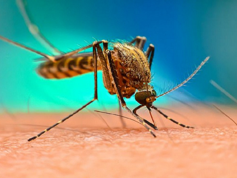 Muỗi là một nhóm sinh vật thuộc lớp côn trùng hợp thành họ Culicidae