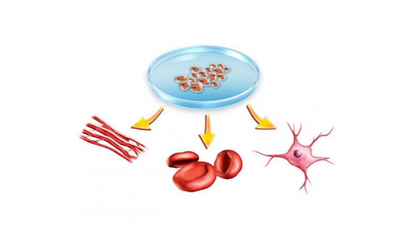 Việc hiến máu hỗ trợ tái tạo các tế bào máu mới