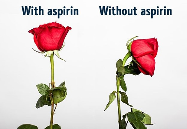 Hoa hồng sẽ tươi lâu gấp đôi nếu bạn cho nửa viên aspirin vào nước