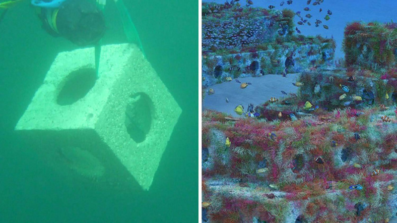 Các khối đá ngầm nhân tạo có thể tái tạo môi trường biển cho các loài động vật