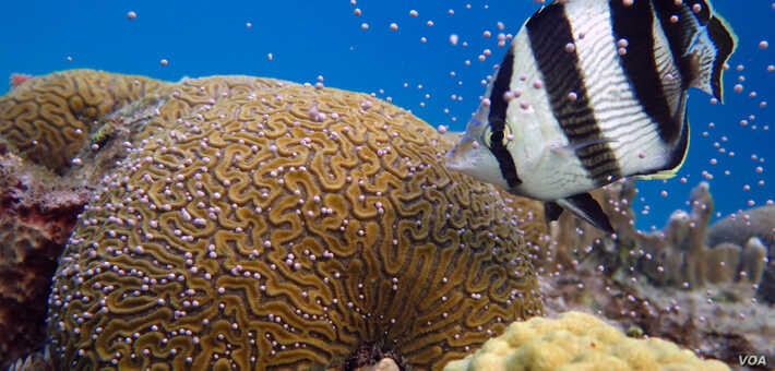 Tái tạo các rạn san hô bằng phương pháp nhân giống trong ống nghiệm