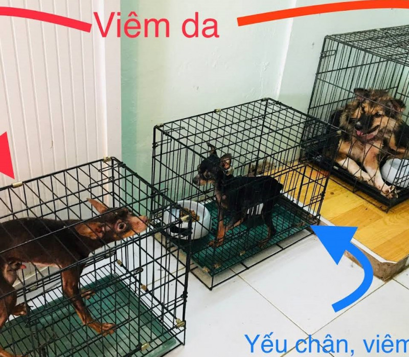 Phòng khám thú y Đông A Pet