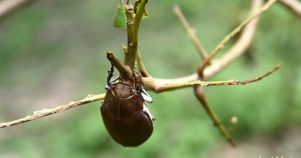 Vòng đời sinh trưởng