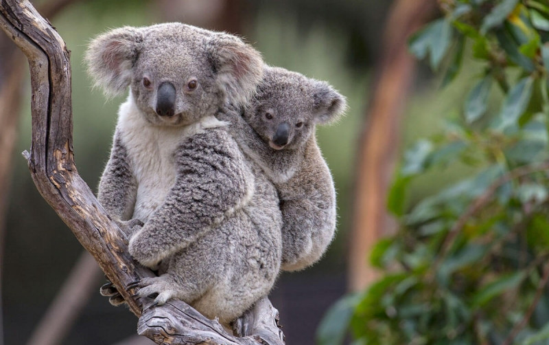 Gấu túi Koala có thể rất ồn ào