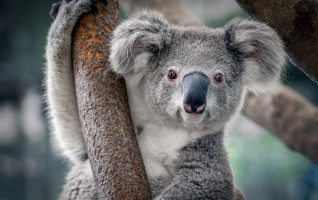 su-that-thu-vi-nhat-ve-gau-koala
