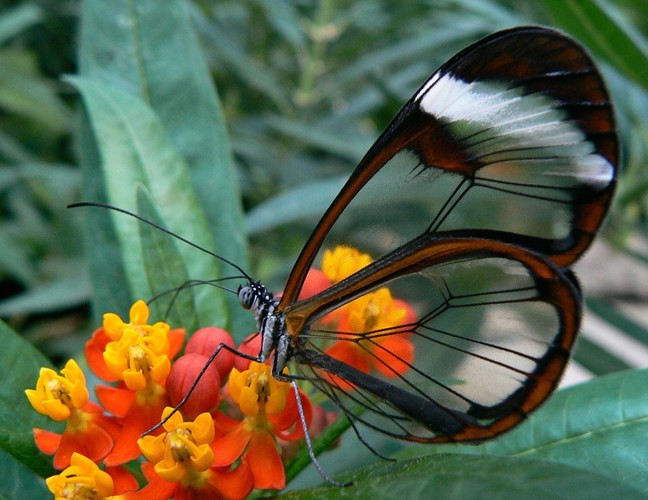 Màu sắc của bướm được tạo ra từ hàng nghìn vảy nhỏ li ti