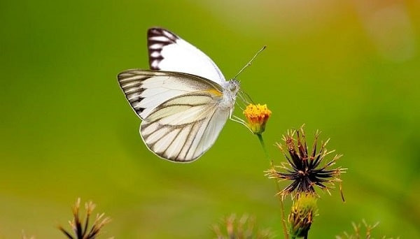 Những mối đe dọa của loài bướm trong tự nhiên