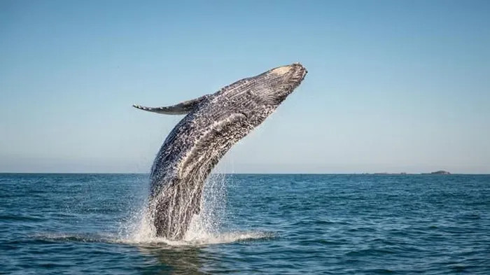Lưỡi cá voi xanh còn nặng hơn cả một con voi