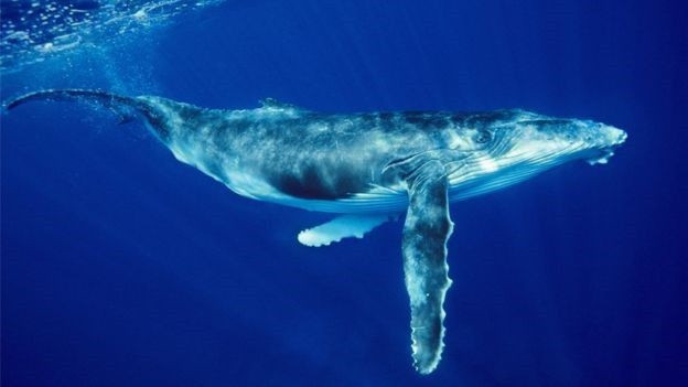Cá voi xanh có thể xoay 360 độ để săn mồi