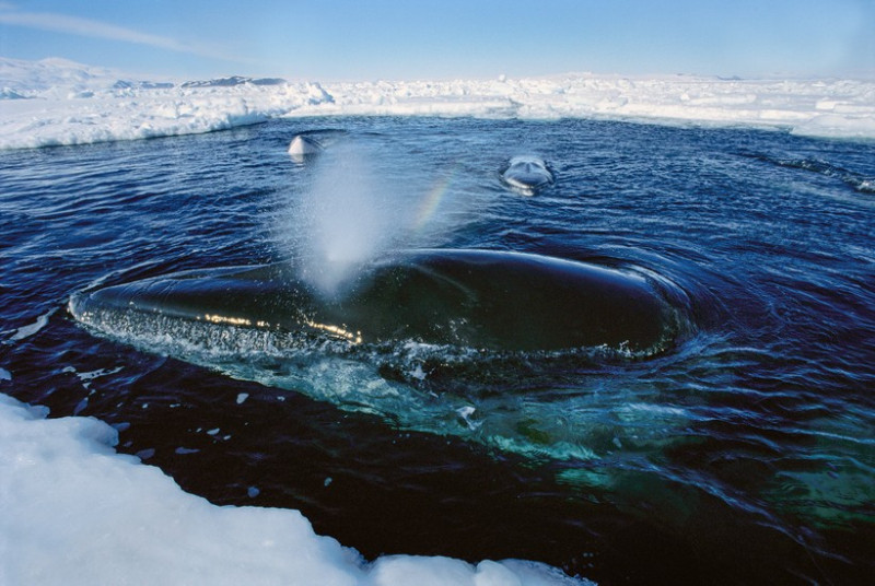 Cá voi xanh phun nước như thế nào?