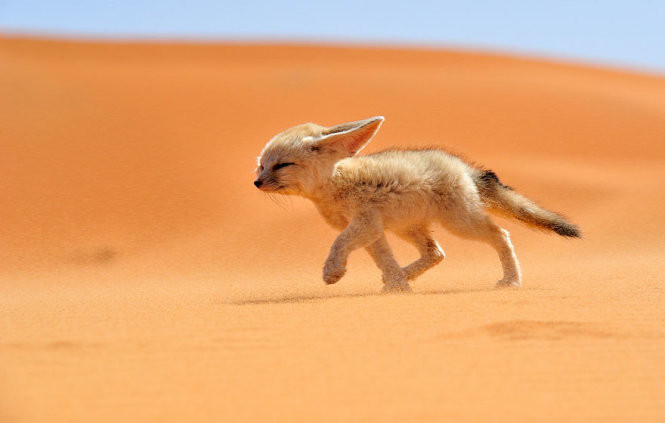 Cáo Fennec là loài cáo nhỏ nhất thế giới