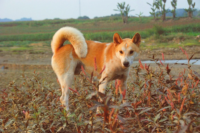 Phân loài