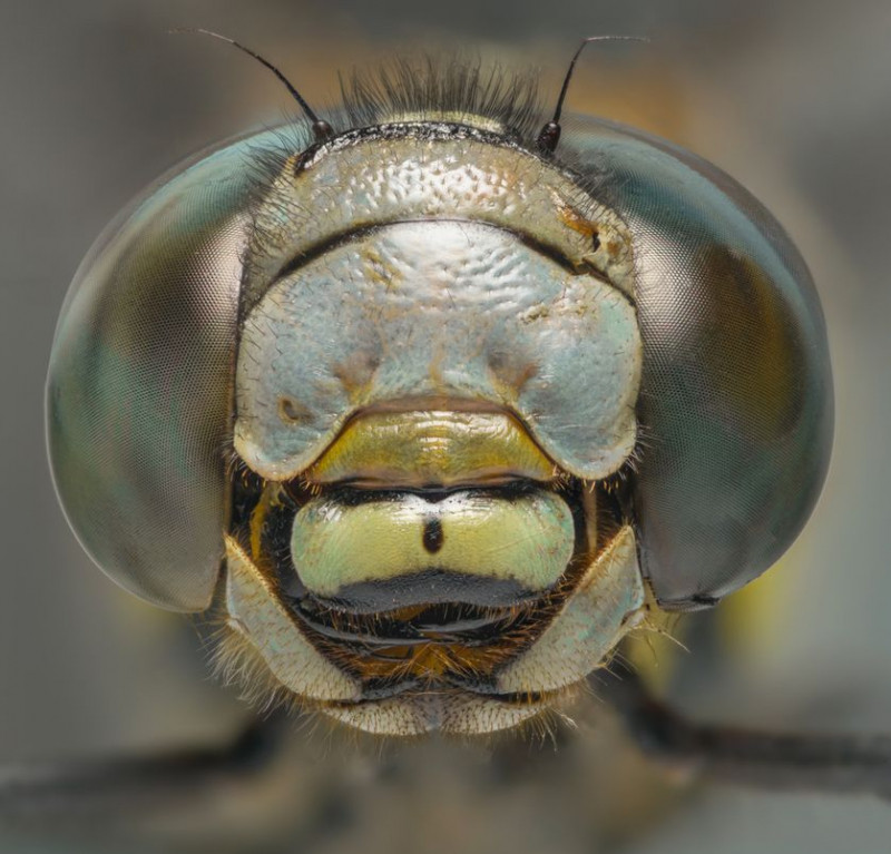 Chuồn chuồn có bộ hàm dưới cực kỳ sắc nhọn