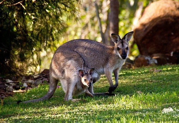 Kangaroo – loài thú có túi lớn nhất