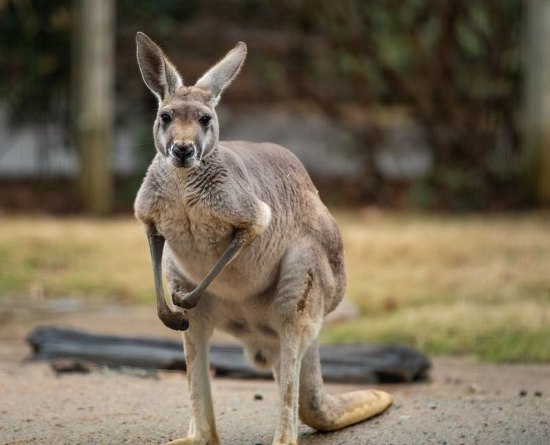 Kangaroo – Kỷ lục nhảy xa