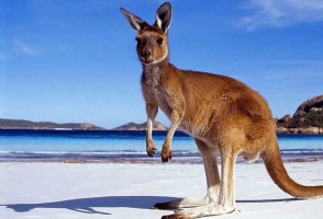 su-that-thu-vi-nhat-ve-loai-kangaroo