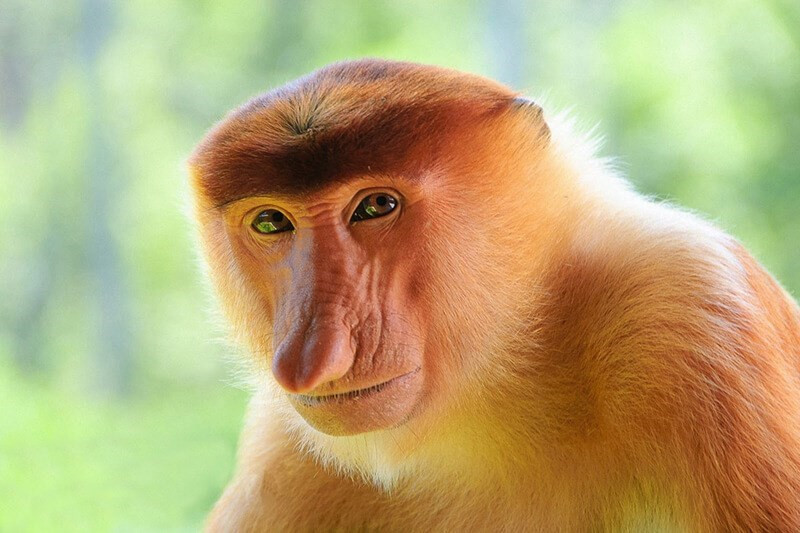 Khỉ vòi được bình chọn là động vật xấu xí nhất hành tinh