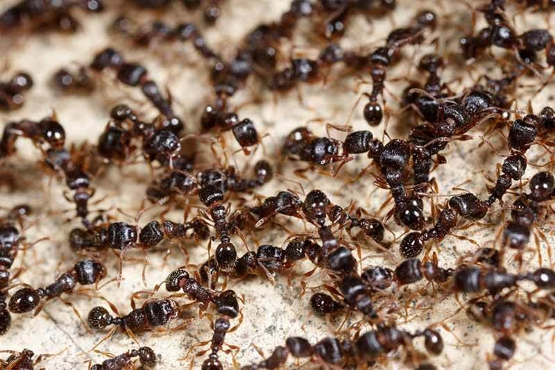 Một số thông tin thú vị xung quanh loài kiến