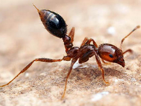 Giới thiệu chung về loài kiến
