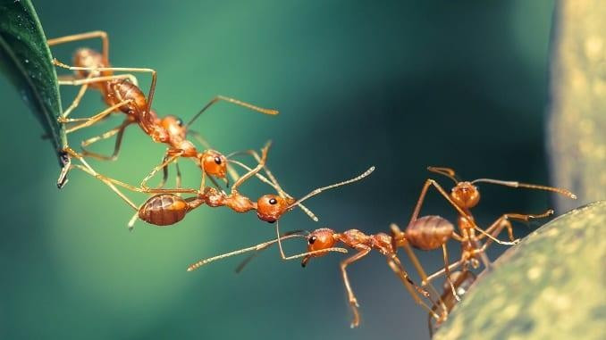 Cấu trúc của tổ kiến
