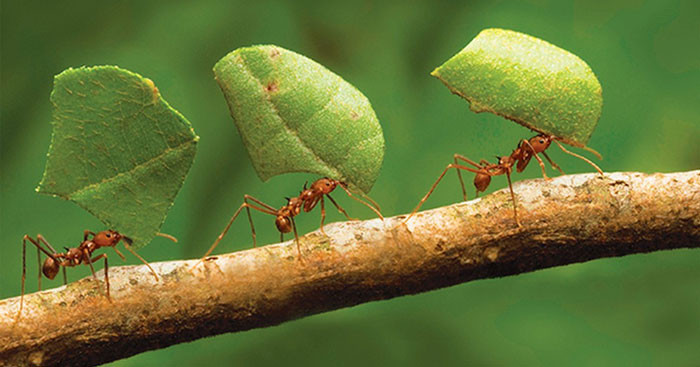 Những loài kiến thường gặp tại Việt Nam