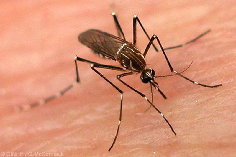 Để hút hết toàn bộ máu của một người, muỗi cần khoảng 1,2 triệu lần hút máu liên tục