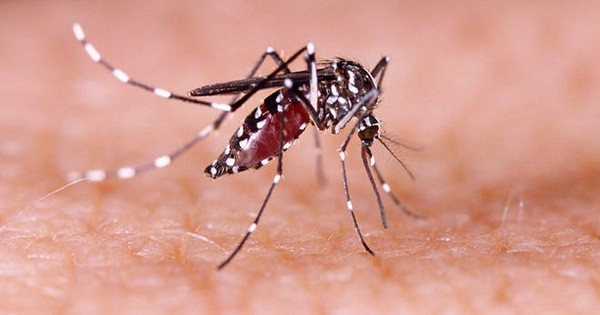 Để hút hết toàn bộ máu của một người, muỗi cần khoảng 1,2 triệu lần hút máu liên tục